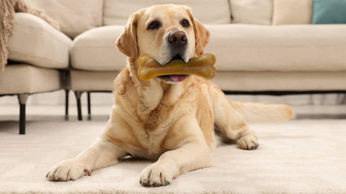A Golden Retriever with a bone.