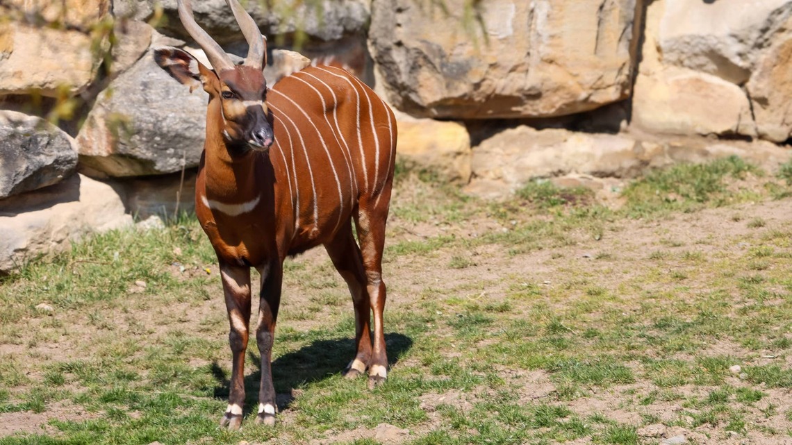 Critically Endangered Baby Bongo Is Born at Virginia Zoo, and She's Already Got the Zoomies 