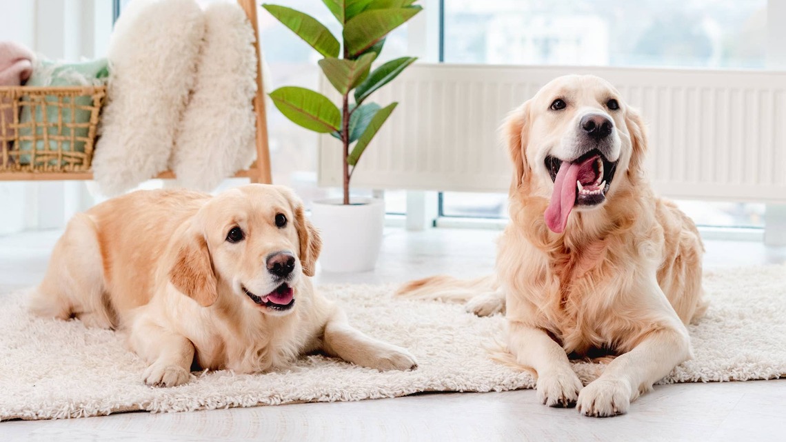 'Teenage' Golden Retriever's Clever Kitchen Antics Are Naughty but So Adorable 