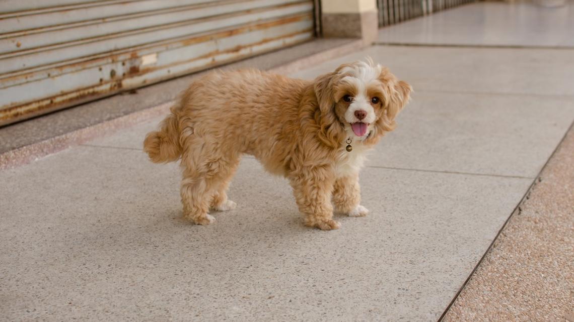 Floofy Shih-Poo's Dramatic Showdown With a Carrot Is Pure Chaos