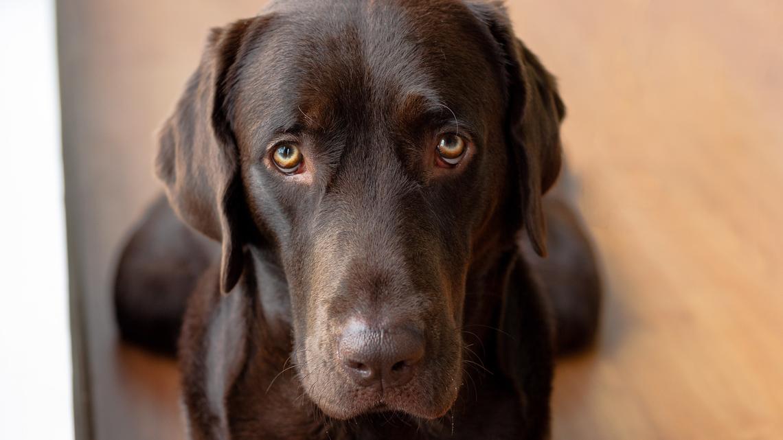 Chocolate Labrador Says 'No Thanks' to Floating Snacks 