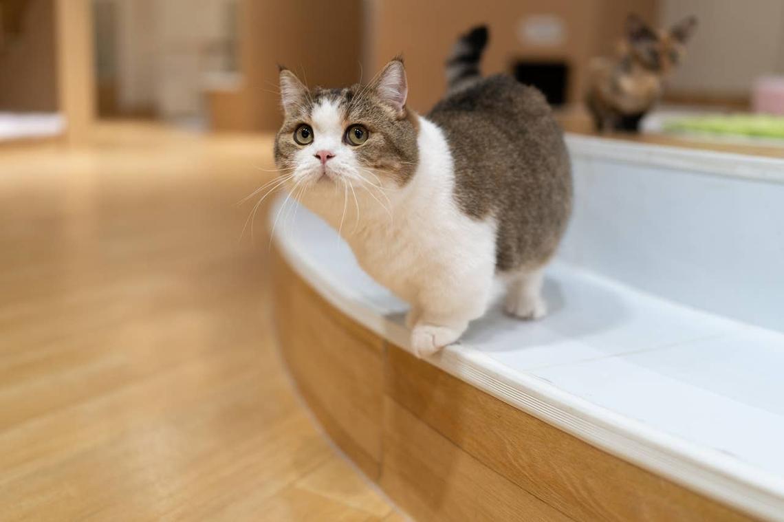  A Munchkin cat being mischievous. 