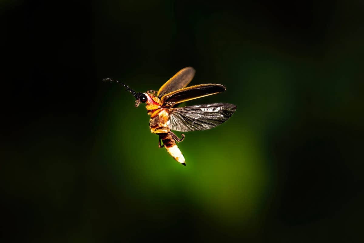  Lightning bugs are famous for their twinkling nighttime displays.