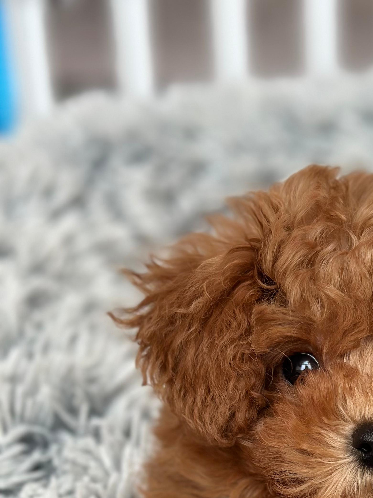 Pudim, a CavaPoo puppy from Overland, Kansas, served as Purina Puppy Chow's 2025 Chief Snuggle Officer.