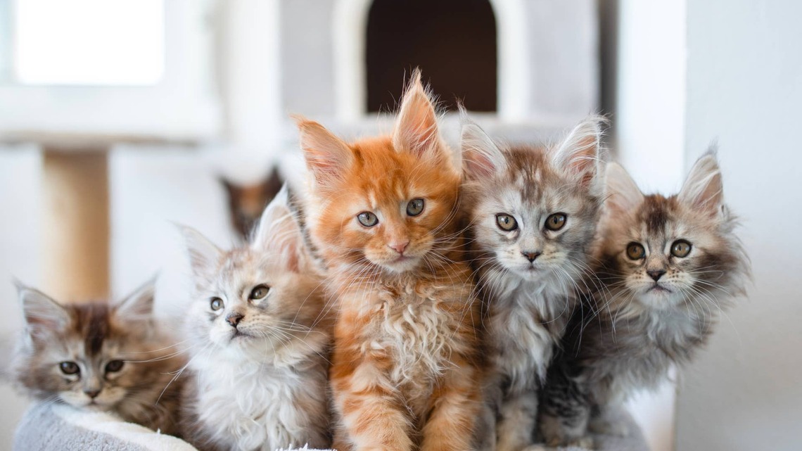 Two Tiny Maine Coon Kittens Curl Up Into a Perfect Yin Yang for Their Nap 