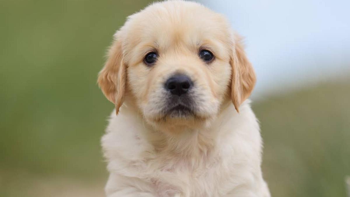 Adorable Golden Retriever puppy.