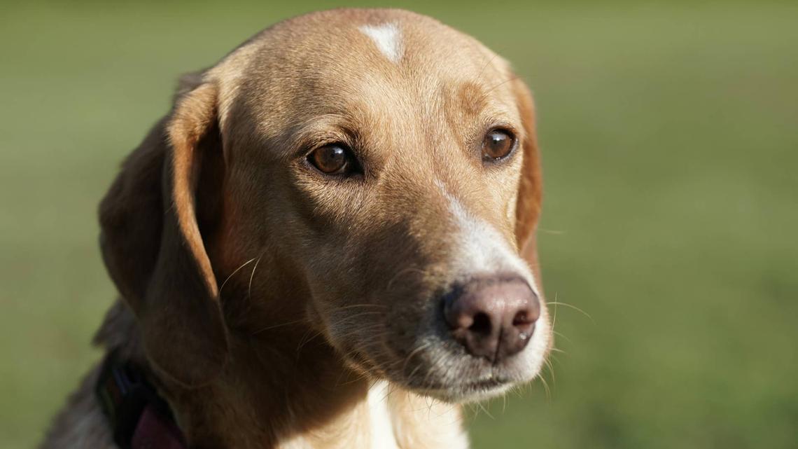 Shelter Dog 'Having Trouble Getting Adopted' Wins Hearts Everywhere She Goes on Special Day Out 