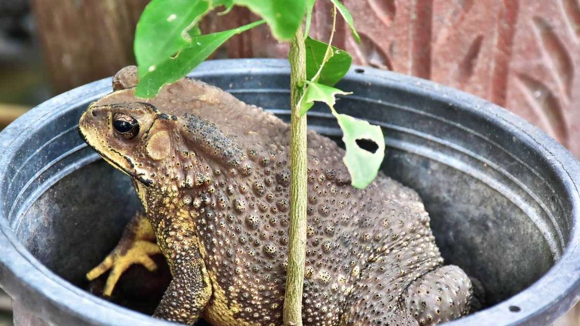 Frog Shows Zero Remorse After Being Caught Destroying Woman's Cilantro Plants 
