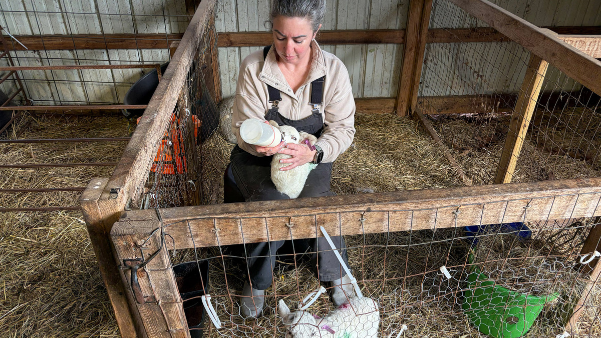 RaDonda Vaught lives with her husband on a sheep farm north of Nashville, Tennessee. Vaught was sentenced to probation and lost her nursing license after a fatal medication error. She has turned her story into a cautionary tale that she hopes will make hospitals safer. (Blake Farmer/WPLN News/TNS)