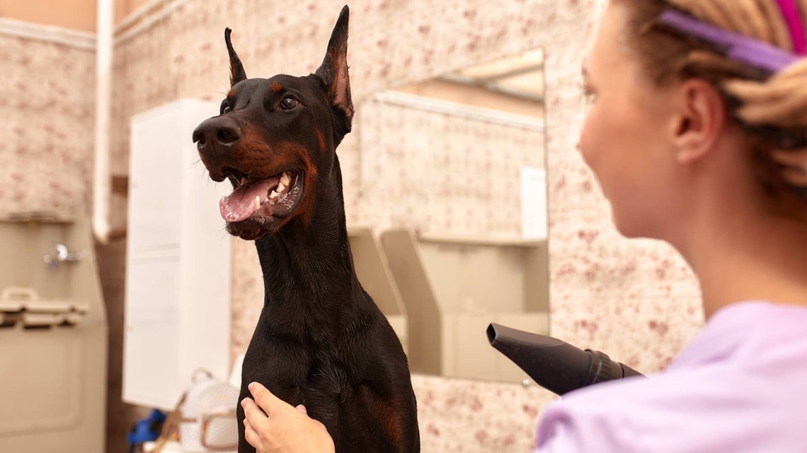 Groomer Posts Picture of Doberman Online and Totally Exposes His ‘Crash-Out' 