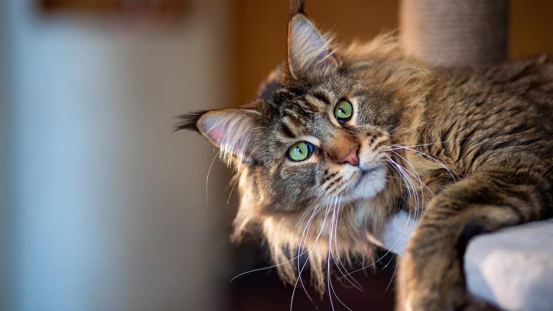 Home Inspector Calls Someone Mid-Inspection After Spotting ‘Intimidatingly Large' Maine Coon 