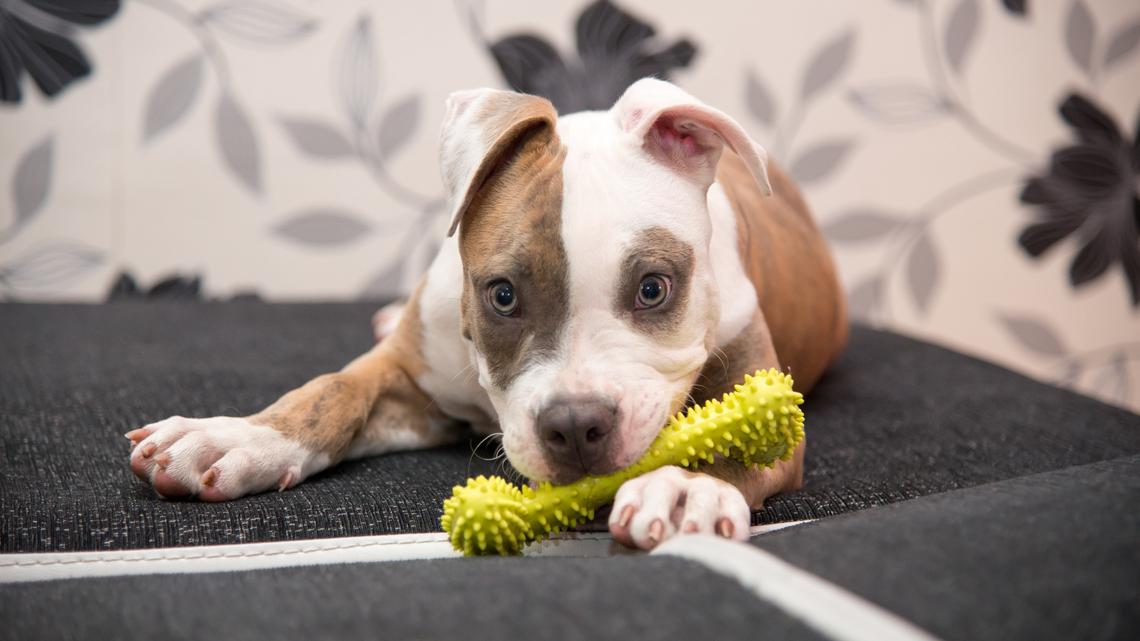 As a Pet Parent, Here Are 7 Toys I Recommend for Dogs Who Are Aggressive Chewers 