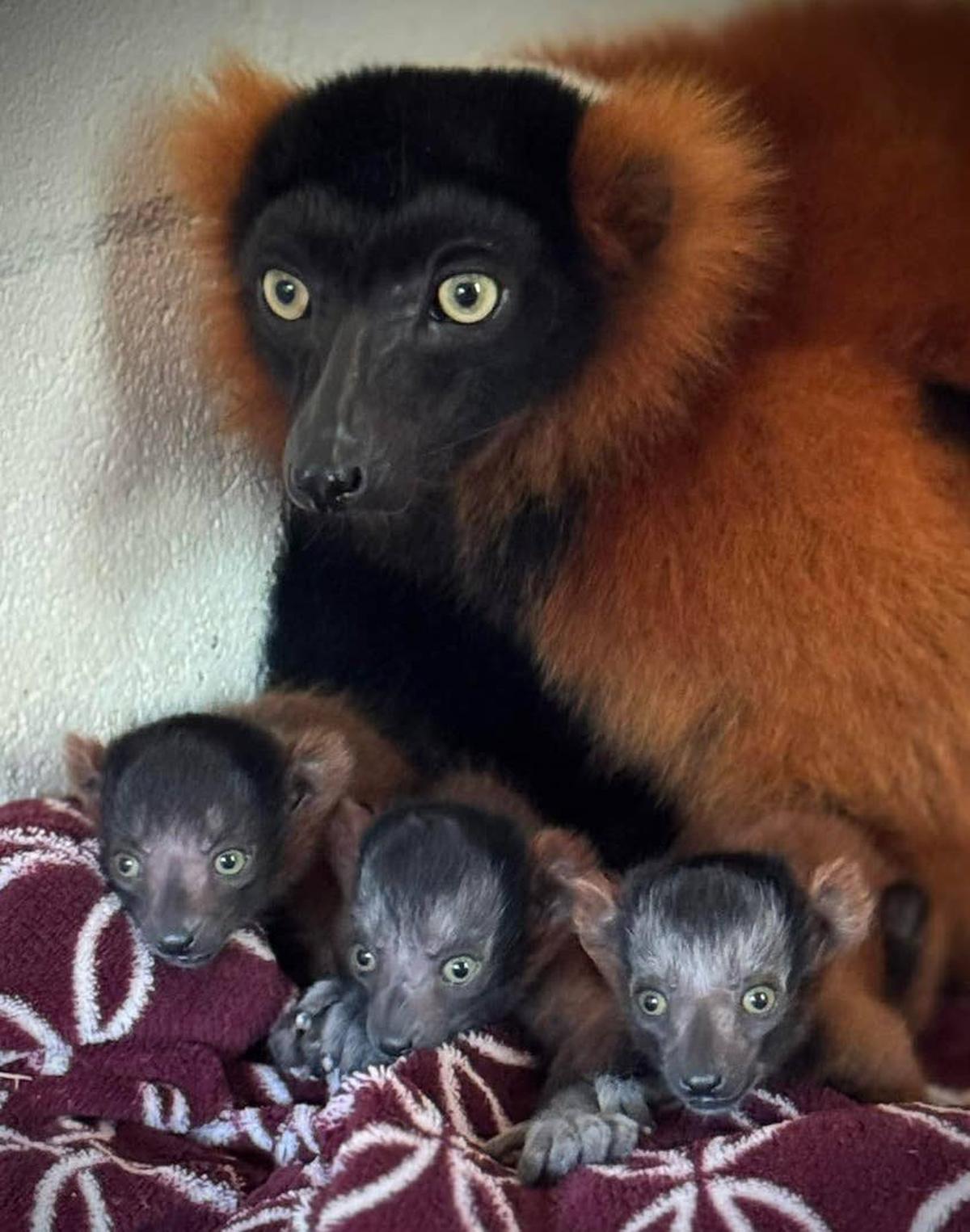  Red ruffed lemur parent and babies.