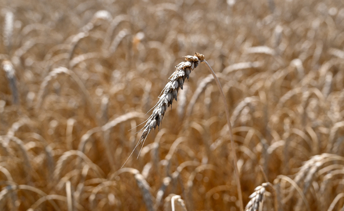 Ears of wheat in a field in the Rostov Region, Russia July 14, 2026.  REUTERS/Sergey Pivovarov