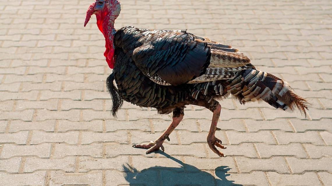 'Jaywalking' Turkey Takes Over Connecticut Small Town and Acts Like He 'Owns the Roadway' 