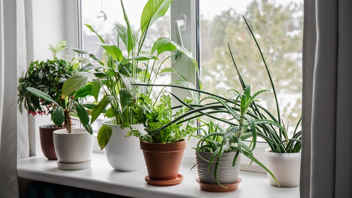 The One Houseplant You Should Stop Fertilizing Right Now