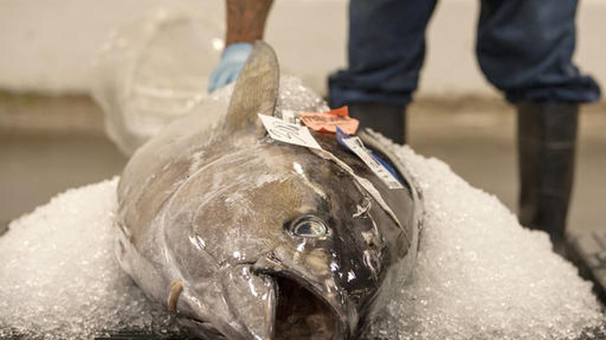 An ahi tuna sits packed in ice waiting to be auctioned in this 2015 file photo. A proposed new law would help crack down on illegal fishing.